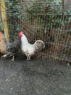 Broedeieren belgische en aarschotshoen kriel