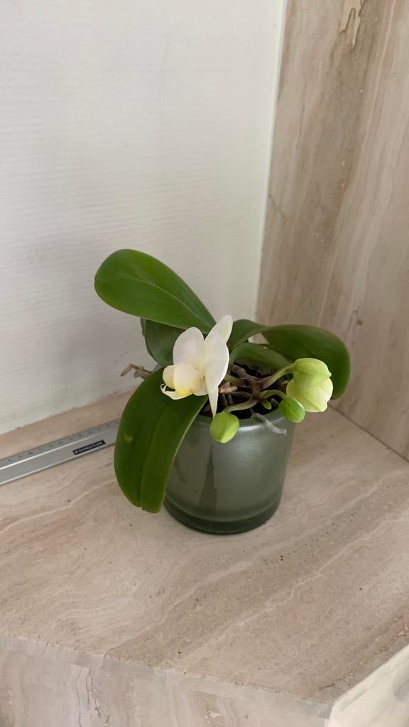 Orchidee in groen glazen pit, Huis en Inrichting, Kamerplanten, Ophalen