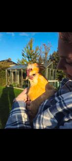 Gratis haan, Dieren en Toebehoren, Pluimvee