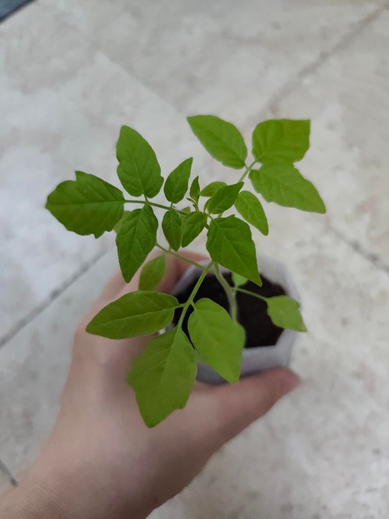 Bianca Wilde Cherry | Tomaat Planten, Ophalen