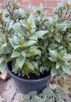 Laurier, Tuin en Terras, Planten | Tuinplanten, Ophalen