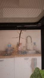 Wandelende takken te koop, Dieren en Toebehoren