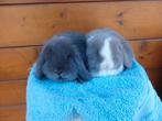 nhd, koppeltjes, Dieren en Toebehoren, Konijnen, Meerdere dieren, Dwerg, Hangoor, 0 tot 2 jaar