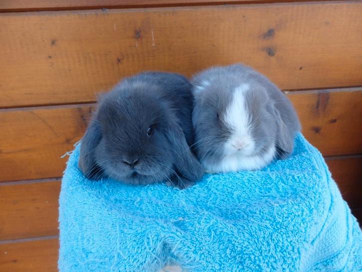 nhd, koppeltjes, Dieren en Toebehoren, Konijnen, Dwerg, Meerdere dieren, 0 tot 2 jaar, Hangoor