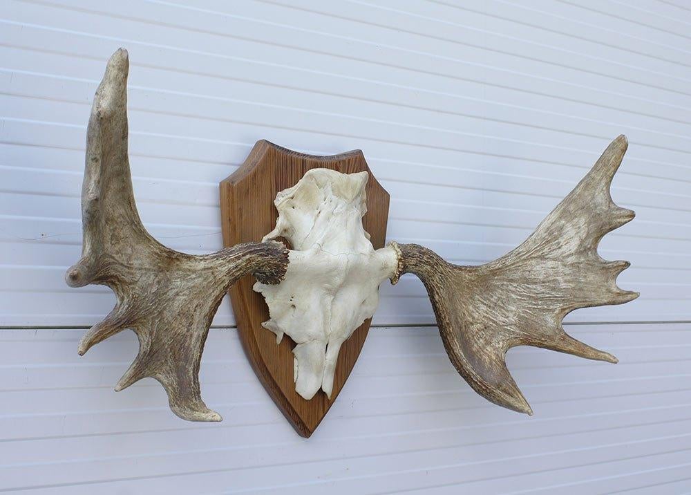 Groot Zweeds ELAND GEWEI op houten schild - ref. Q, Ophalen, Gebruikt, Hert, Gewei of Kop