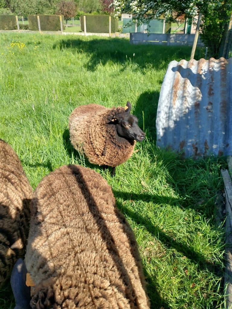 Te koop 4 jonge vrouwelijke schapen bieden vanaf 200€ stuk, Animaux & Accessoires, Moutons, Chèvres & Cochons