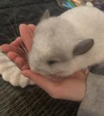 White mozaïek vrouw chinchilla kan gereserveerd worden, Chinchilla, Février, Domestique, Femelle