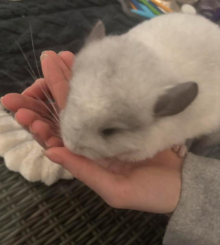 White mozaïek vrouw chinchilla kan gereserveerd worden, Animaux & Accessoires, Rongeurs, Femelle, Chinchilla, Février, Domestique