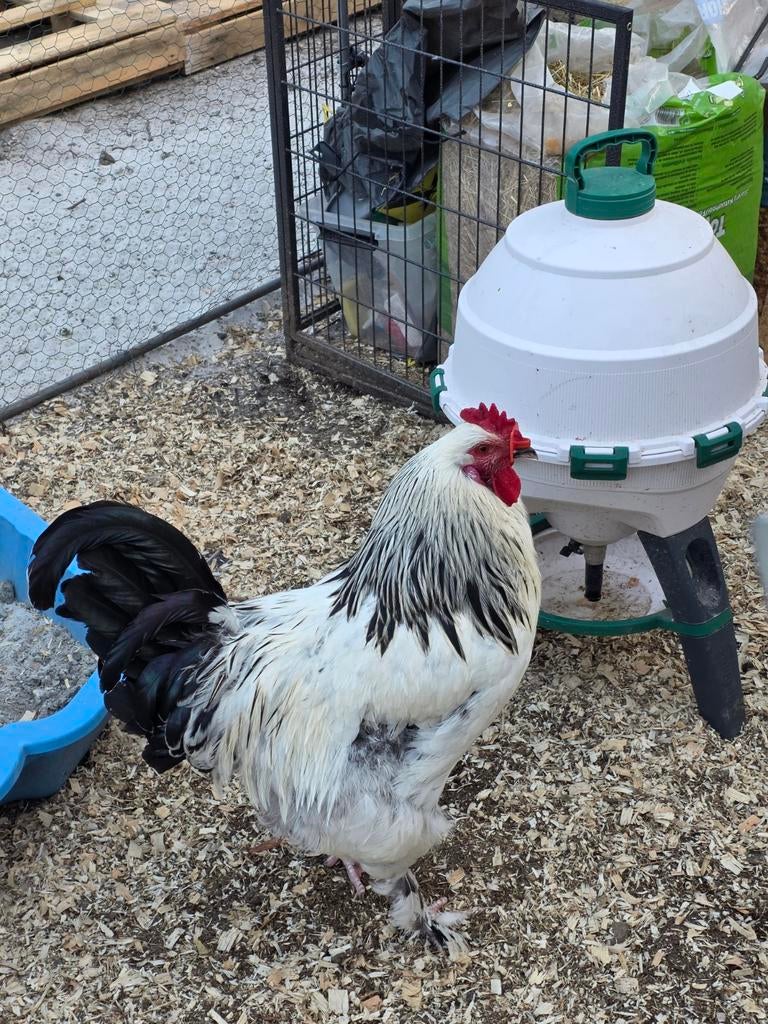 coqs, Animaux & Accessoires