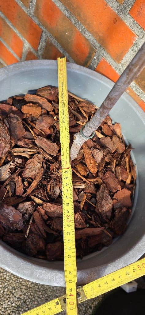 Vijgenboom Ficus Carica vijgen boom 1v11, Tuin en Terras, Planten | Fruitbomen, Ophalen, Lente, Volle zon, In pot