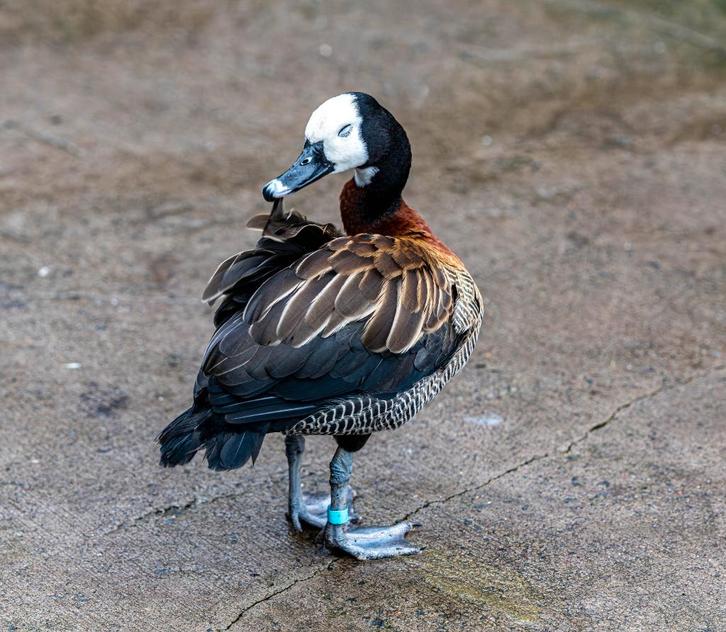 siereenden boomeend fluiteend gezocht, Dieren en Toebehoren, Pluimvee, Eend, Mannelijk