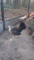 Krielkipjes net in de beginleg, krielhennetjes, Dieren en Toebehoren