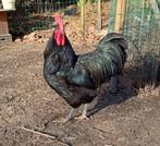 Prachtige jonge Australorp Haan, Dieren en Toebehoren, Mannelijk, Kip
