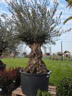 Olijfboom Olea Europaea Bonsai- Op voorraad, Tuin en Terras, Ophalen, Olijfboom