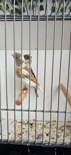 Koppel kanarie 55€, Dieren en Toebehoren, Vogels | Kanaries