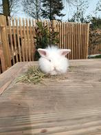Albino leeuwenkopje 7 weken, Dieren en Toebehoren, Vrouwelijk, Klein, Hangoor, 0 tot 2 jaar