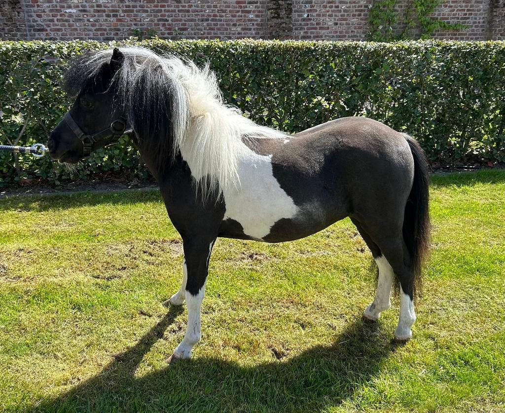 Mini paardje Domino van de Heide, Dieren en Toebehoren, Paarden, Hengst, Met stamboom