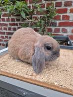 Nederlandse hangoordwerg voedster, Dieren en Toebehoren, Konijnen