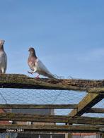 Duiven budanpest, Dieren en Toebehoren, Vogels | Duiven