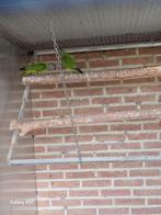 Bonte boer koppel, Plusieurs animaux, Perroquet, Bagué