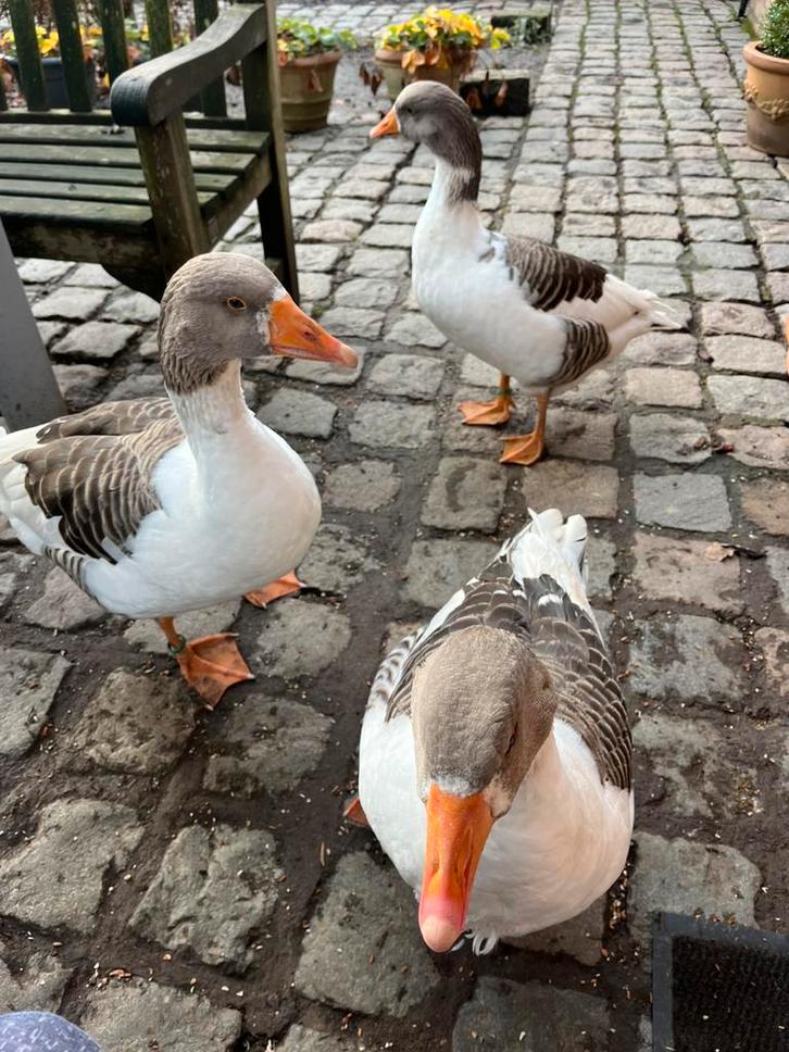 Vlaamse ganzen trio, Dieren en Toebehoren, Pluimvee, Gans of Zwaan, Meerdere dieren