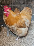 Orpington buff haan 2025, Dieren en Toebehoren