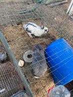 Vlaamse reus, Animaux & Accessoires