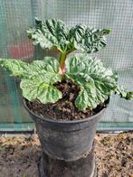 Rabarber plant en pot. 5€, Tuin en Terras, Ophalen