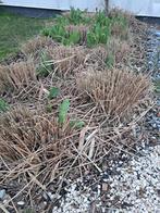 Gratis 10 hoge siergrassen, Ophalen, Vaste plant, Siergrassen