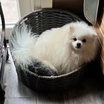 Sneeuwwit keeshond teefje 3,5 jaar oud, Keeshond, CDV (hondenziekte), Teef, Eén hond