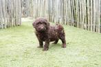 Prachtige kleine medium Chocobruine Labradoodle pup, Parvo, België, 8 tot 15 weken, Meerdere