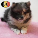 Keesjes - Prachtige pups te koop, Dieren en Toebehoren, Parvo, België, Keeshond, Handelaar