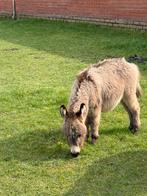 Mini ezel hengst, Dieren en Toebehoren, Schapen, Geiten en Varkens, Mannelijk, 0 tot 2 jaar