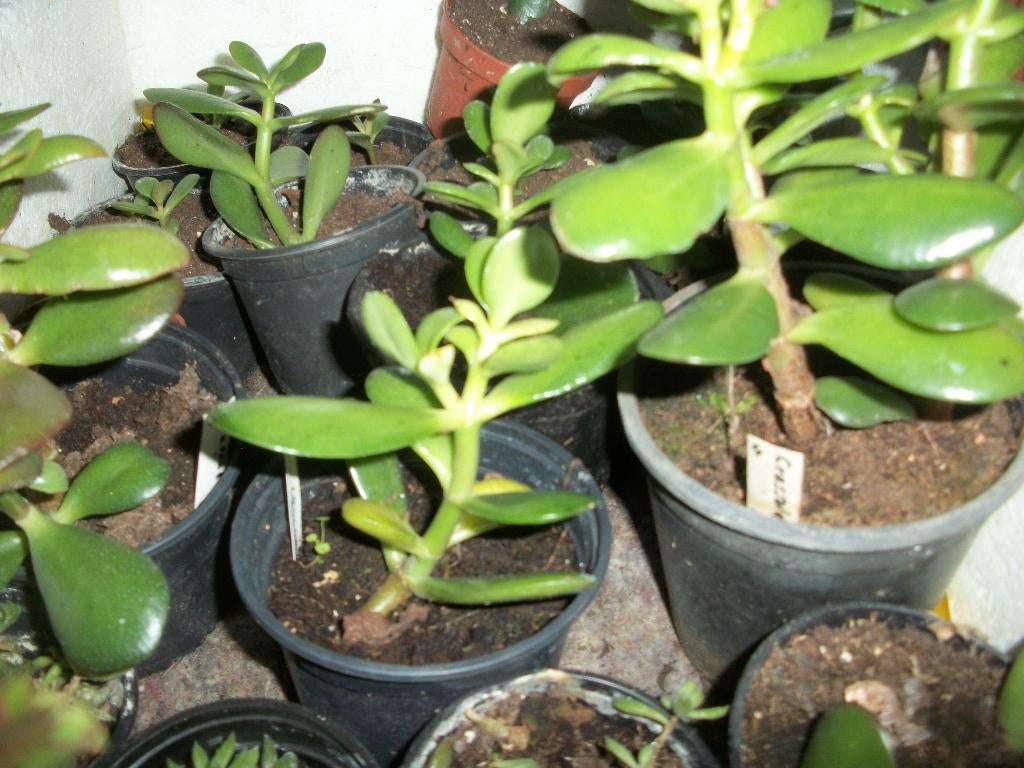 Crasulla ovata en arborescens, Maison & Meubles, Plantes d'intérieur, Plante succulente, Moins de 100 cm, Plante à fleurs, Ombre partielle