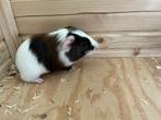 Jonge cavia, Dieren en Toebehoren, Knaagdieren, Maart, Mannelijk, Cavia