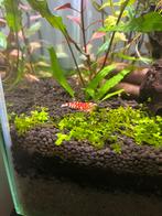 caridina fancy tiger, Animaux & Accessoires, Homard, Crabe ou Crevette, Poisson d'eau douce