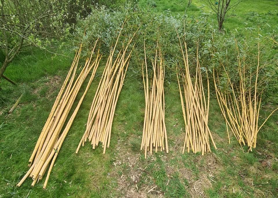 Bamboestokken van 3 tot 6 meter. Voor bijlesdocent, Tuin en Terras, Ophalen, Nieuw