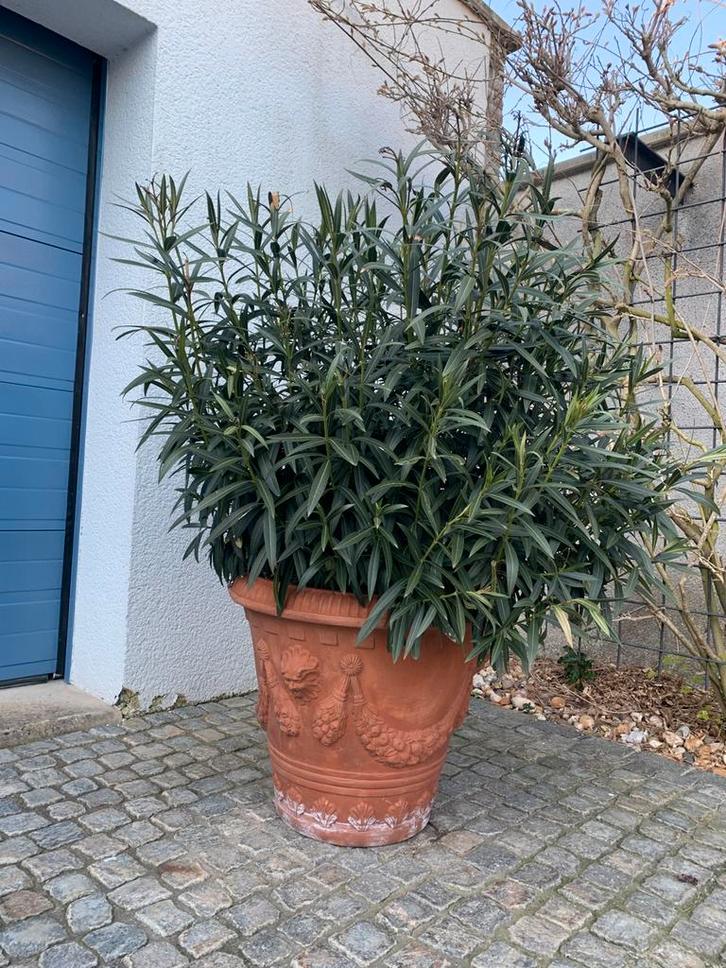 Exclusieve grote Toscaanse terracotta siervaas met Oleander, Tuin en Terras, Bloempotten, Terracotta, Tuin, Ophalen