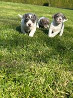 Mooie wit blauwe  jack russel pups, Dieren en Toebehoren, Parvo, België, Overige rassen, 8 tot 15 weken