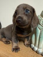 Prachtige dwergteckel pups blauw, lilac, choco tan, Dieren en Toebehoren, Parvo, België, 8 tot 15 weken, Korthaar