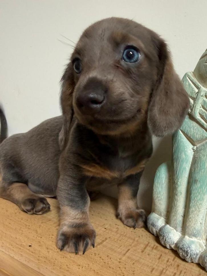 Magnifiques bébés teckels nains aux couleurs diluées, Animaux & Accessoires, Chiens | Teckels & Bassets, Plusieurs animaux, Poils courts