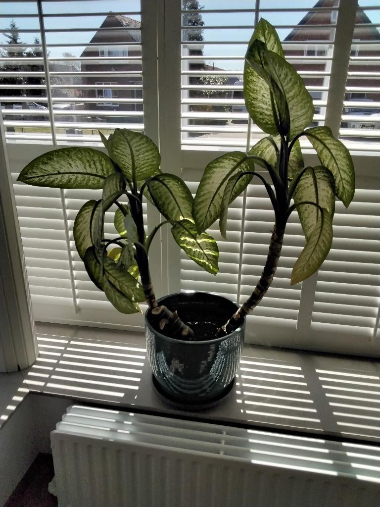 Grote kamerplant MET pot!, Ophalen, 100 tot 150 cm, Overige soorten, In pot