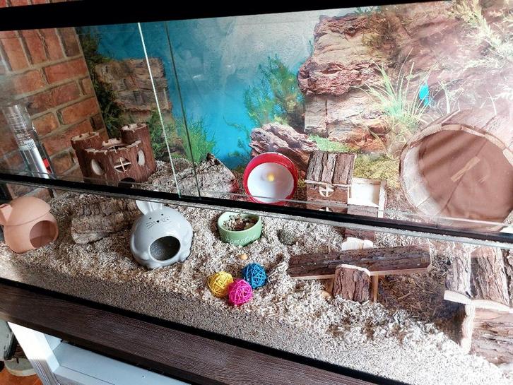 Terrarium voor muizen 100x40x50 met schuifruiten, Dieren en Toebehoren, Knaagdieren en Konijnen | Hokken en Kooien, Nieuw, Hok