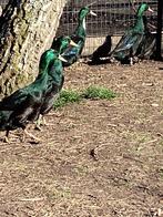 Coureurs, Plusieurs animaux, Canard