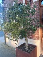 2 roest bloembakken met olijfbomen, Tuin en Terras, Ophalen, Olijfboom