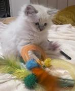 Chaton ragdoll, Chatte ou Chat, Vermifugé, 0 à 2 ans