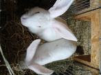 Slachtkonijnen, Dieren en Toebehoren, Meerdere dieren, 0 tot 2 jaar