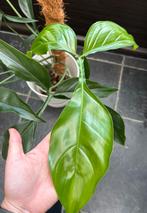 Philodendron 69686/Bette Waterbury, Ophalen