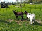 Geitje en bokje, Dieren en Toebehoren, Schapen, Geiten en Varkens, Meerdere dieren, 0 tot 2 jaar, Geit