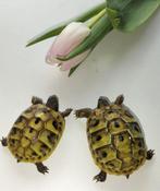 Tortue hermann boettgeri avec puce et papier, Augustus, Meerdere dieren